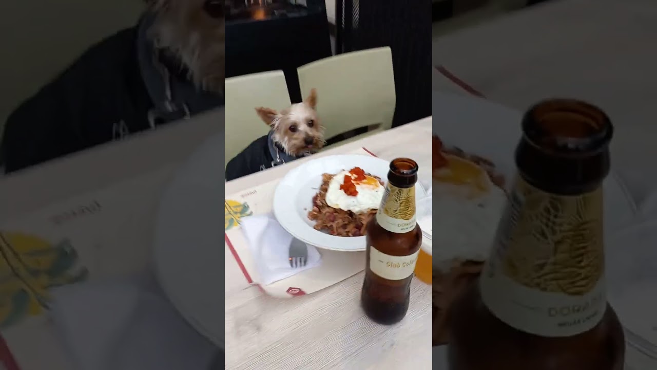DELI, DELI! ❤️🐶❤️ #food #restaurant