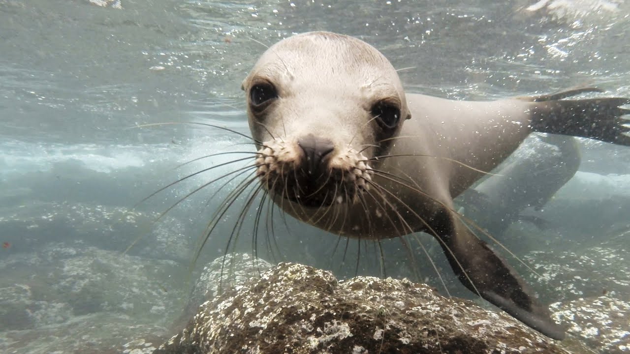 GoPro: Galápagos Sea Lions