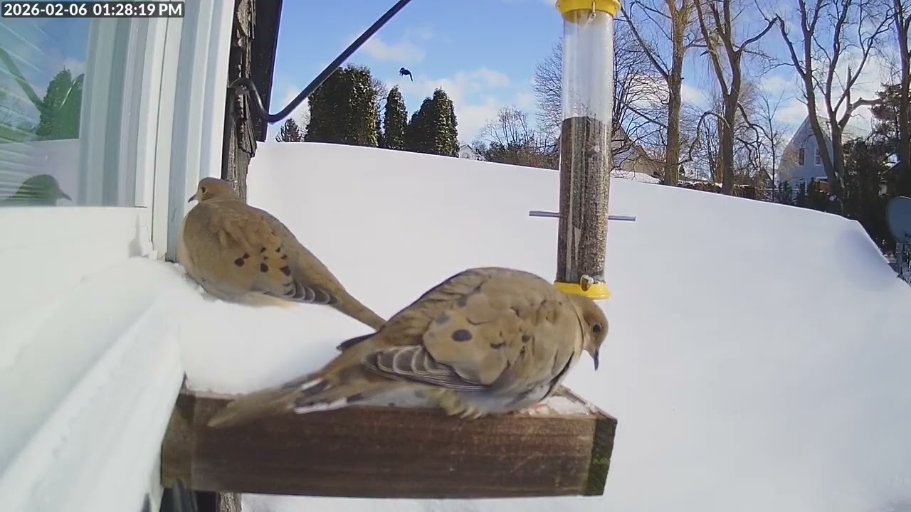 Daily Birdfeeder Highlight Reel (Friday)