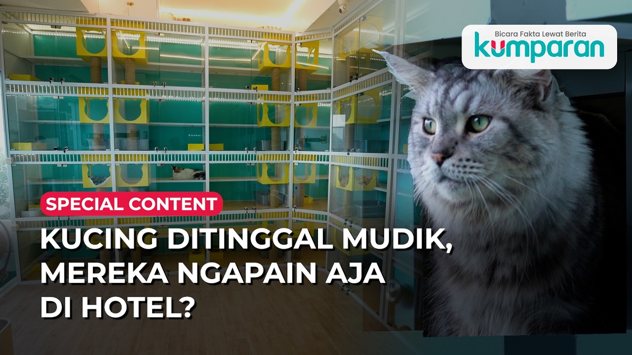Mengintip Hotel Kucing: Ada Suite Room dengan Balkon, Gak Kalah sama Hotel Manusia| SPECONT