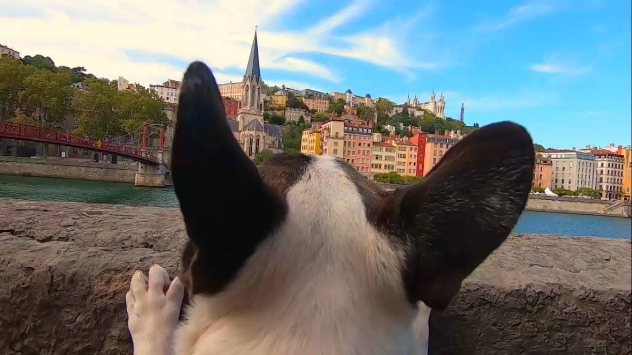 French Bulldogs Tour the South of France!