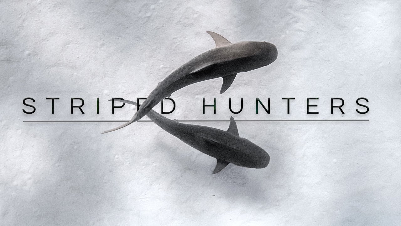 STRIPED HUNTERS - Freediving with Tiger Sharks in The Bahamas