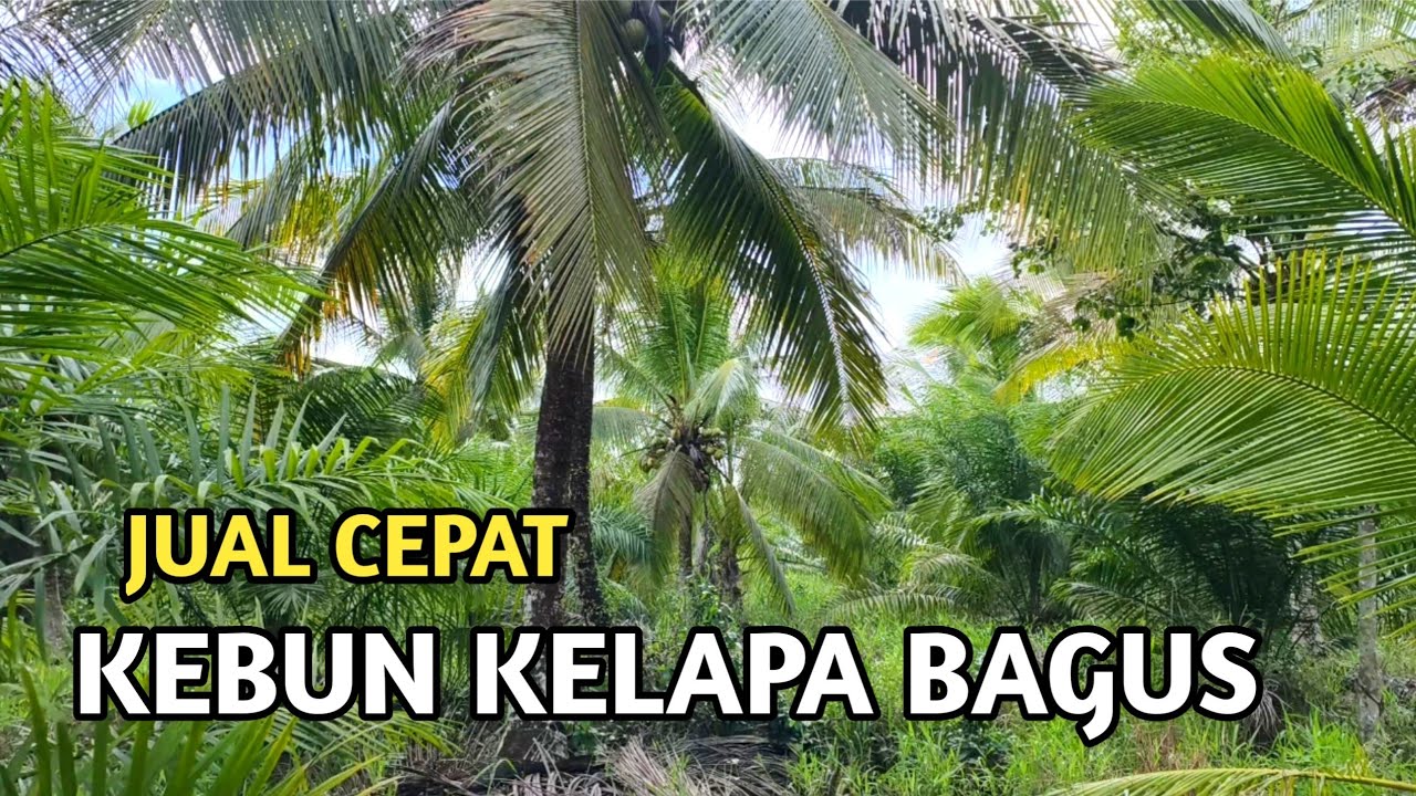 JUAL KEBUN KARNA BUTUH UANG