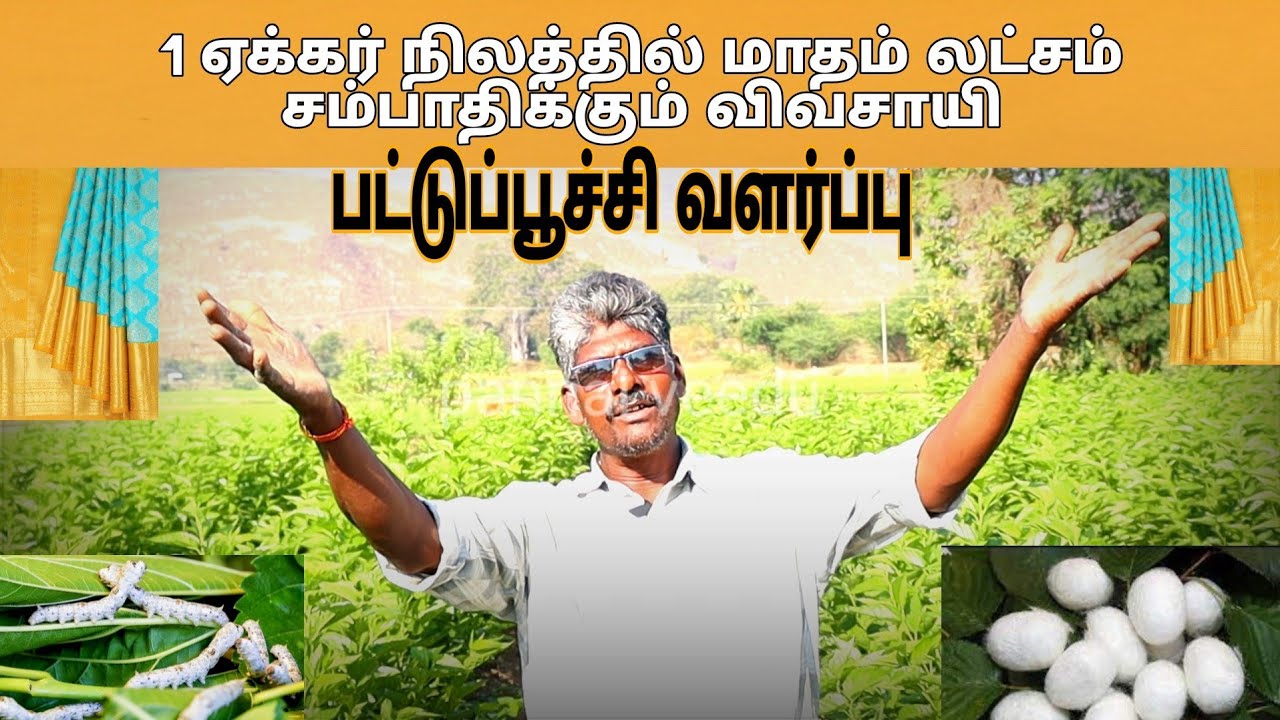 25 நாட்களில் 1 லட்சம் சம்பாதிக்கும் பட்டுப்பூச்சி வளர்ப்பு  // விவசாயம்// பண்ணை// #pannaiveedu