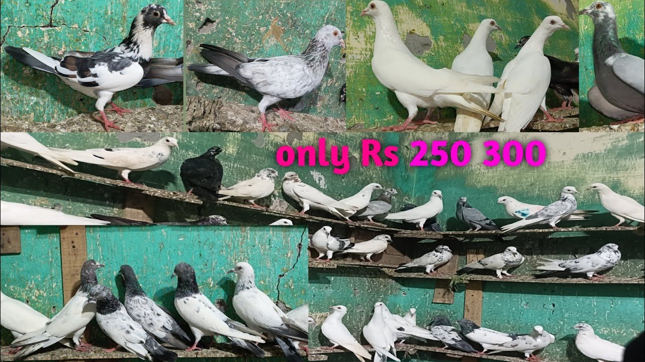 Punjabi madrasi kabutar only Rs 250 300 desi kabutar 400  meerut pigeon  kabutar market 