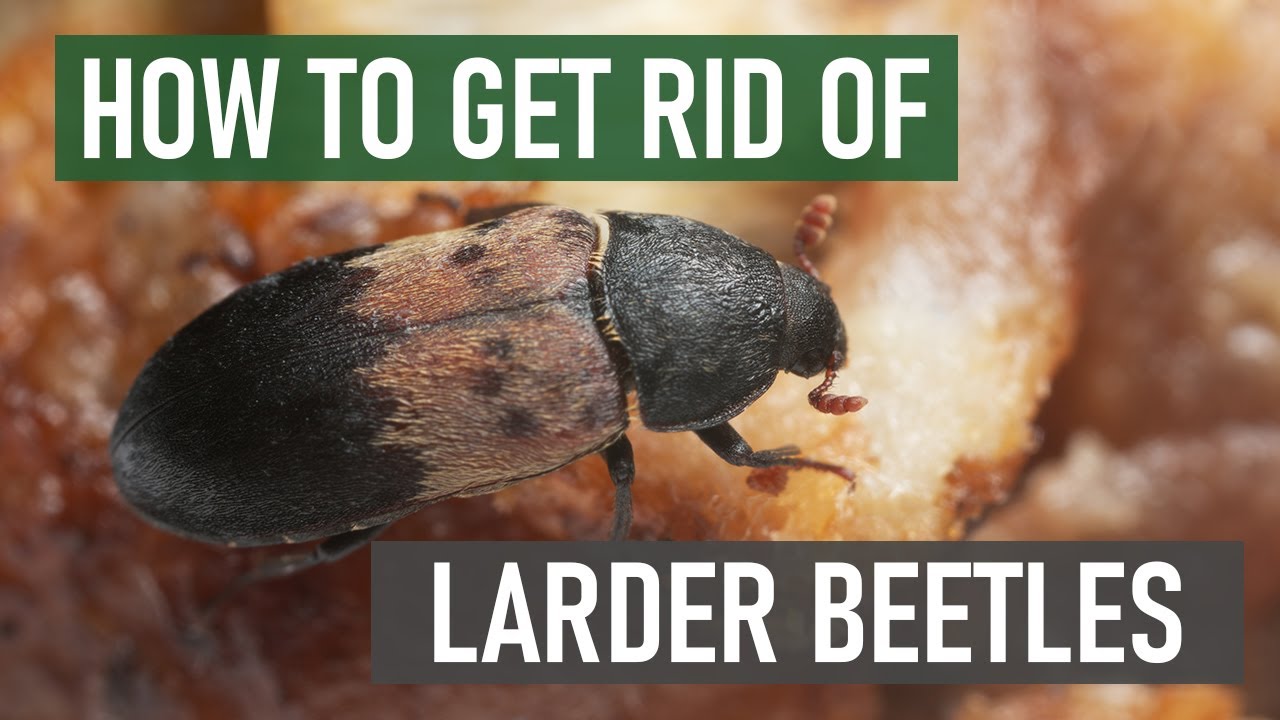 How to Get Rid of Larder Beetles (4 Easy Steps)