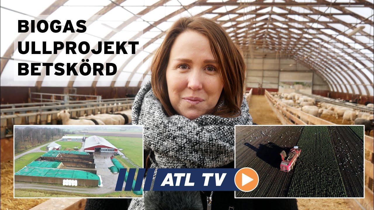 ATL TV: Lönsamt med egen biogas • Svensk ull i modebranschen • Rekordsen betskörd