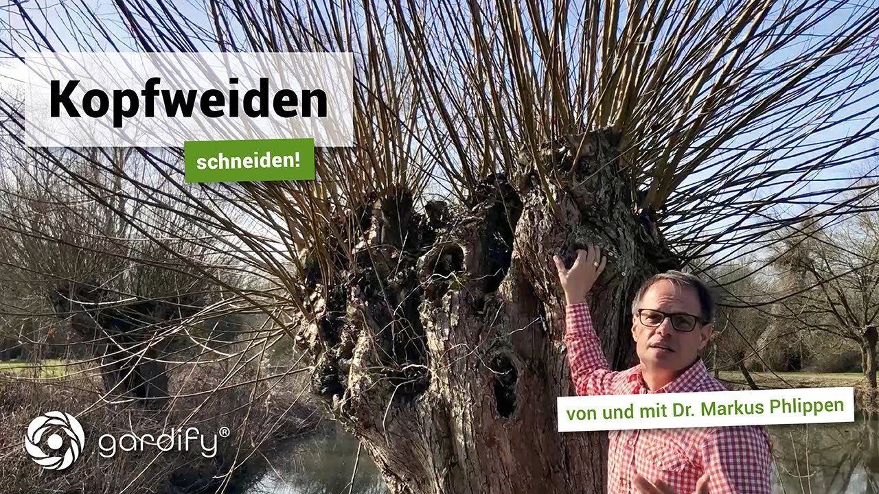 Kopfweiden schneiden  | gardify Tipps