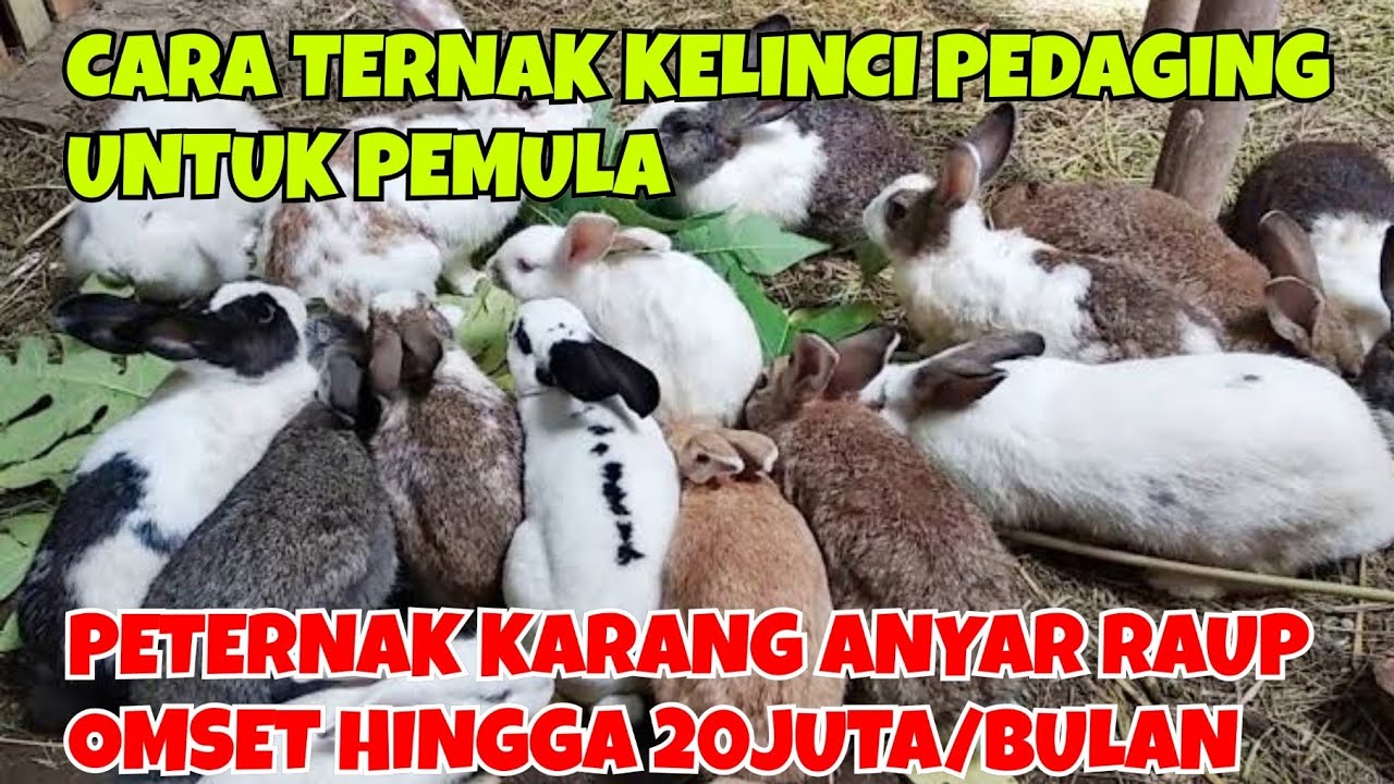 CARA TERNAK KELINCI PEDAGING UNTUK PEMULA || PETERNAK KARANG ANYAR RAUP OMSET HINGGA 20JUTA/BULAN