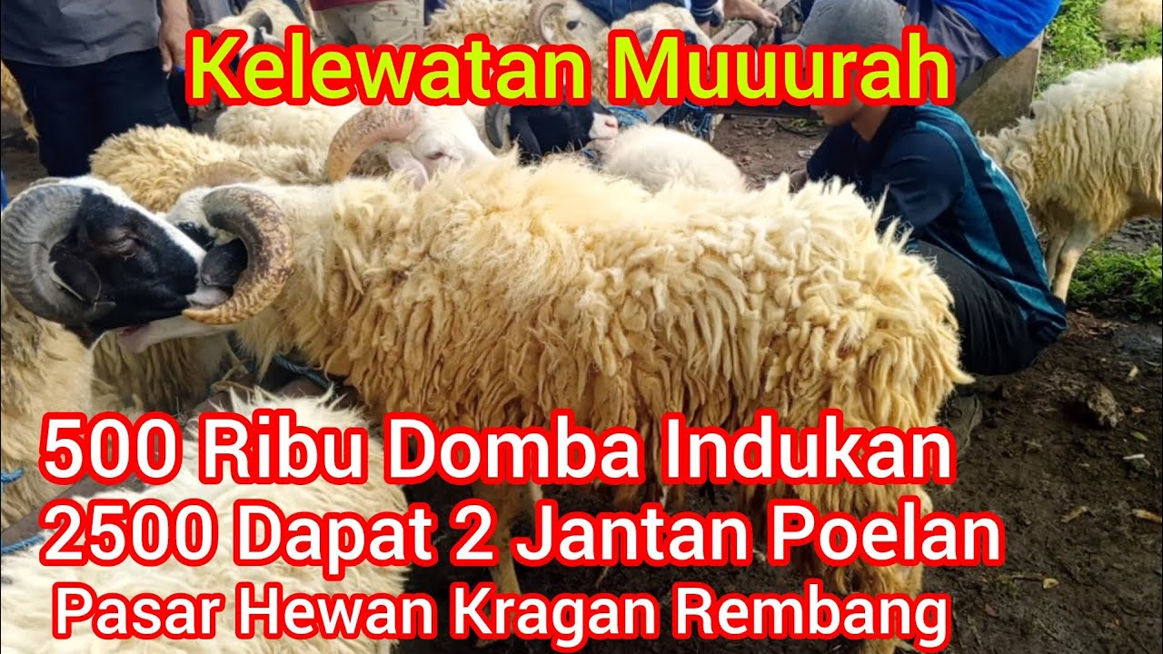 Kelewatan Murah 500 Domba Indukan 2500 2 Ekor Jantan Poelan‼️Pasar Hewan Kragan Rembang Jawa Tengah