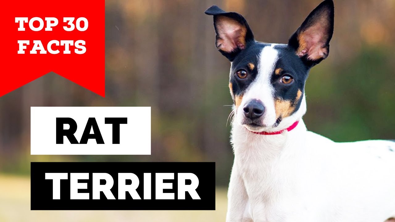 99% of Rat Terrier Owners Don't Know This