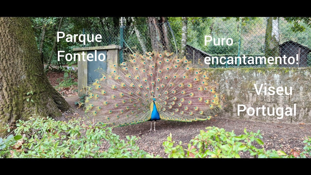 Passeando pelo lindo Parque Fontelo em Viseu - Portugal