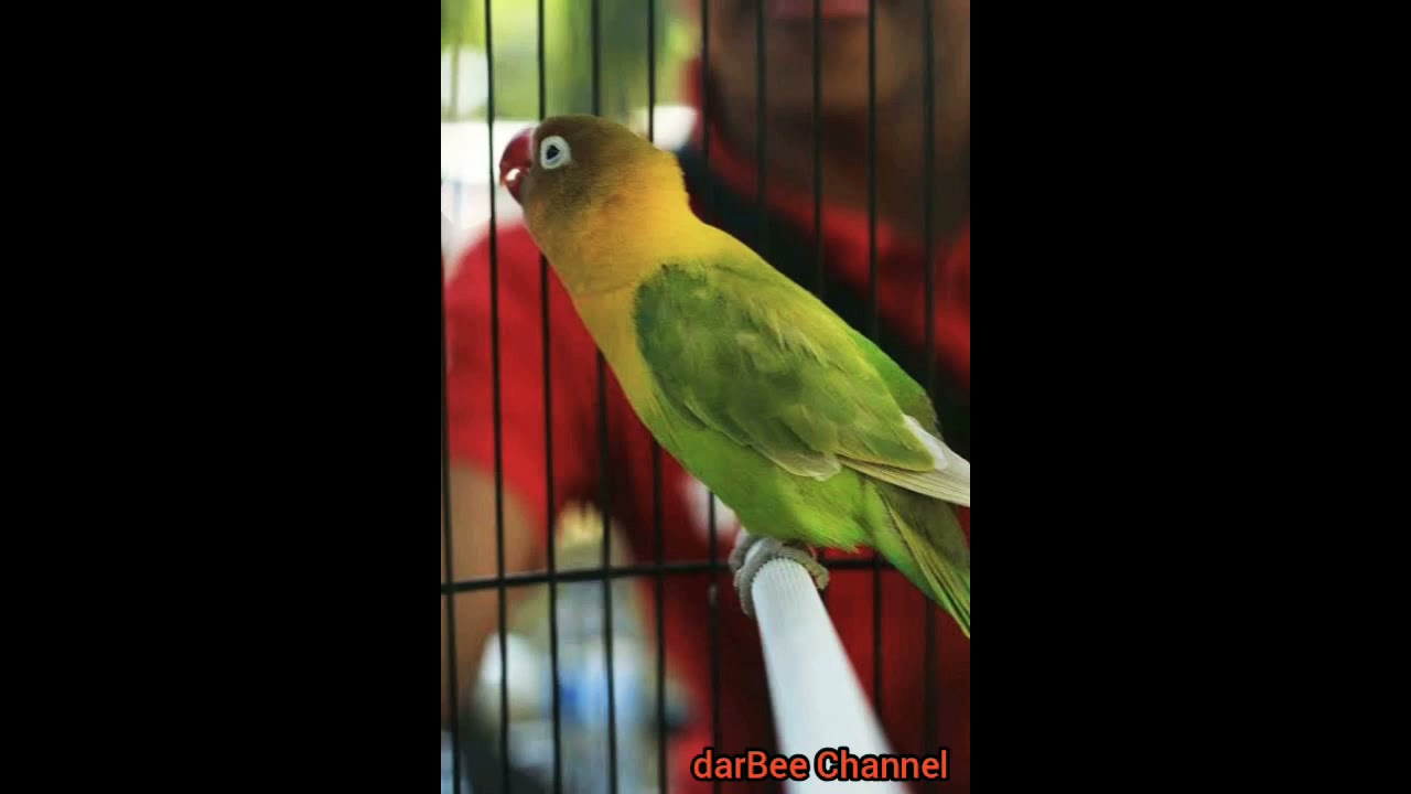 MASTERAN LOVEBIRD KUSUMO SANG LEGENDA MILIK H SIGIT WMP #LOVEBIRD #MASTERAN #NGEKEK #KICAUMANIA