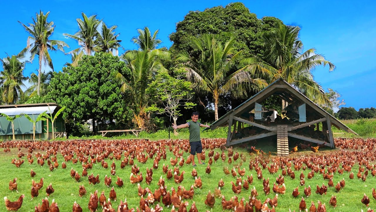 Free-range Farming│ BEST COOP DESIGN for chickens! Biggest chicken coop in the farm is almost done!