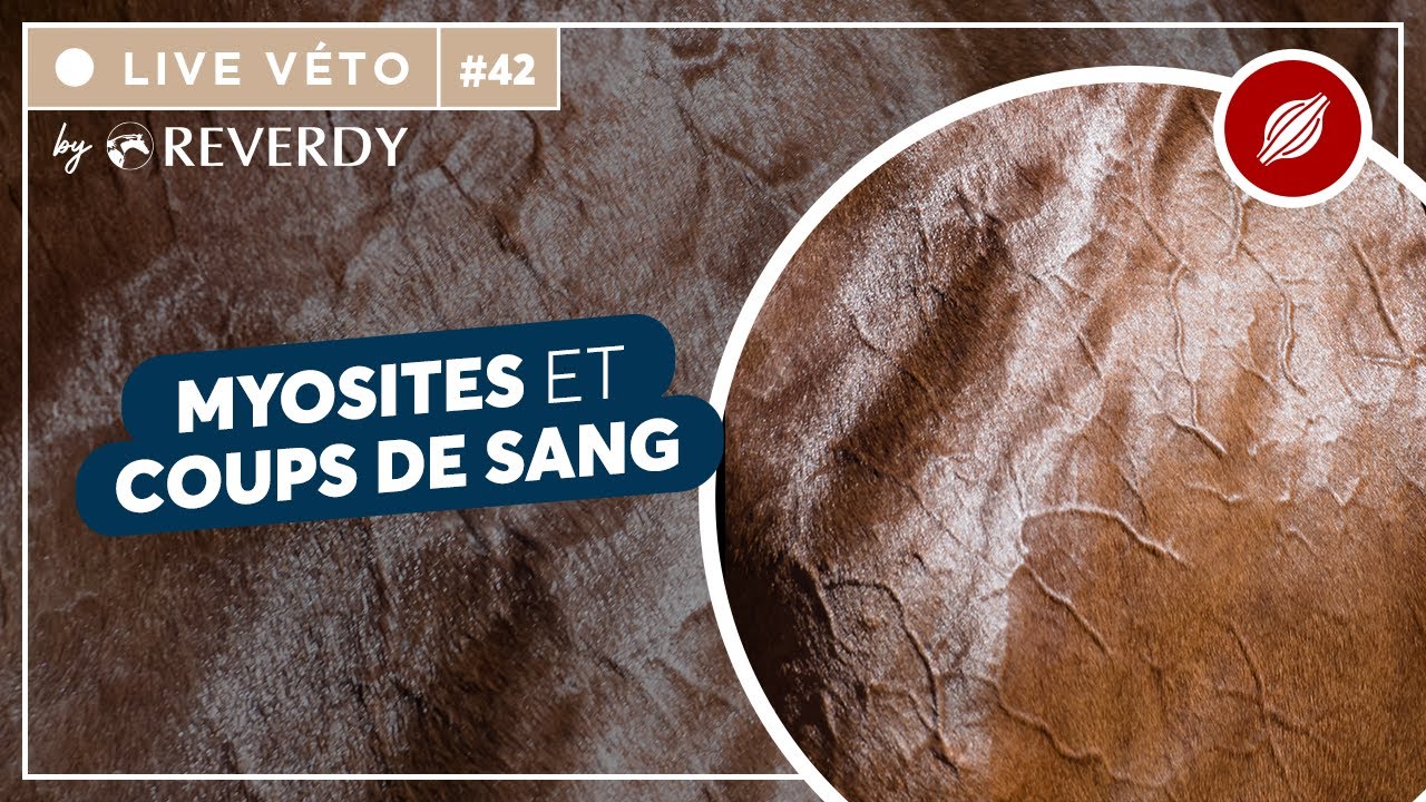 Live véto by Reverdy #42 | Myosites & Coups de sang 🐎