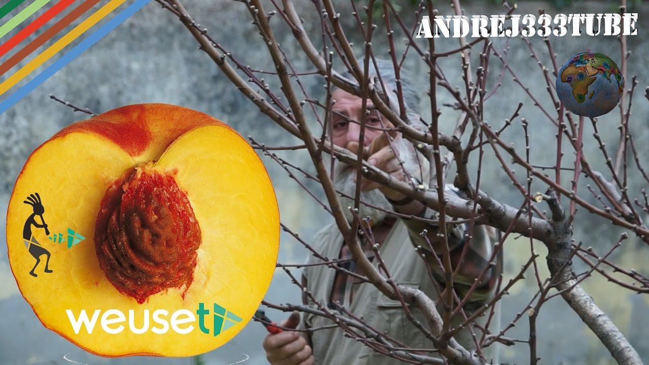 Potatura del pesco (Prunus persica, famiglia Rosaceae) #gardening #pruning - Tecniche di potatura