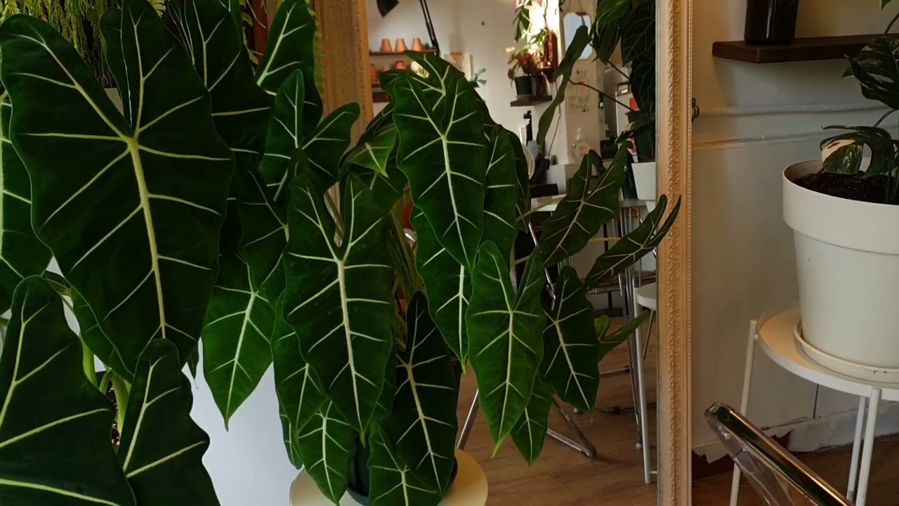 조금 어둡게 변경했어요. 정글 플랜트들의 장점은 낮은 조도에서도 잘 자란다는 점이에요.