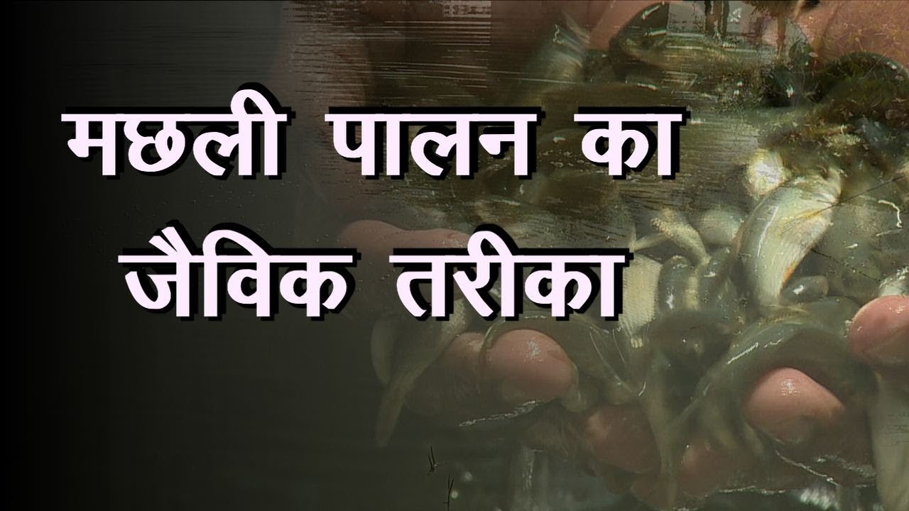 Organic Fishery | जैविक तरीके से मछली पालन | मछली पलकों के लिए जरूरी जानकारी