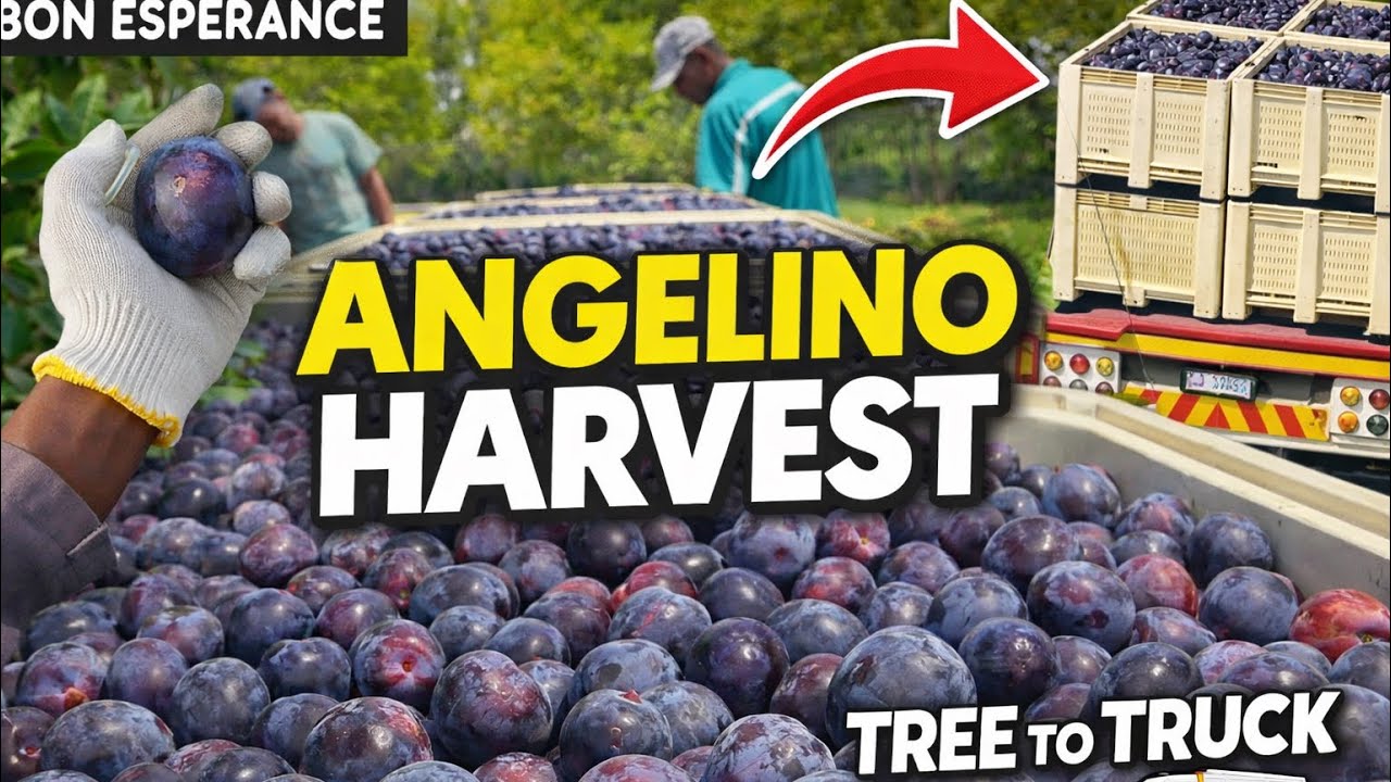 Angelino Plum Harvest Day | From Orchard To Truck Loading 🇿🇦🍑
