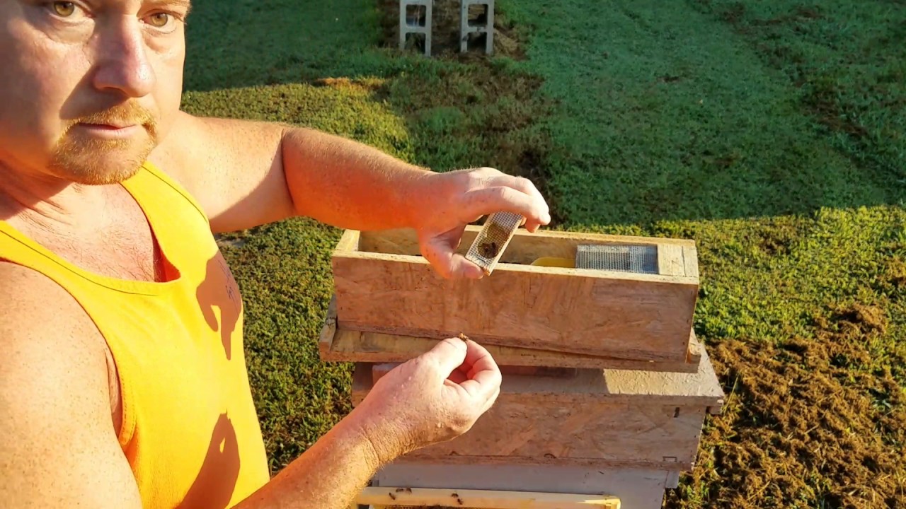 Как посадить пчелиную матку в клетку из наших нуклеусов для спаривания