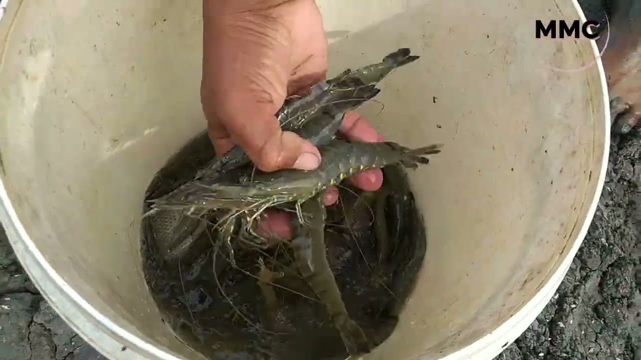 Hasil perangkap bubu naga mantap@AhmadSf-o7k