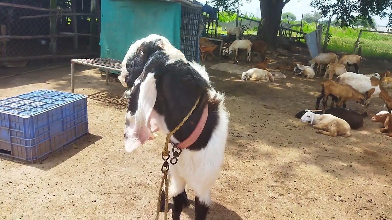 Top 3 hyderabadi breedline breeders for sale @harmain sheep and goat farm shamshabad 