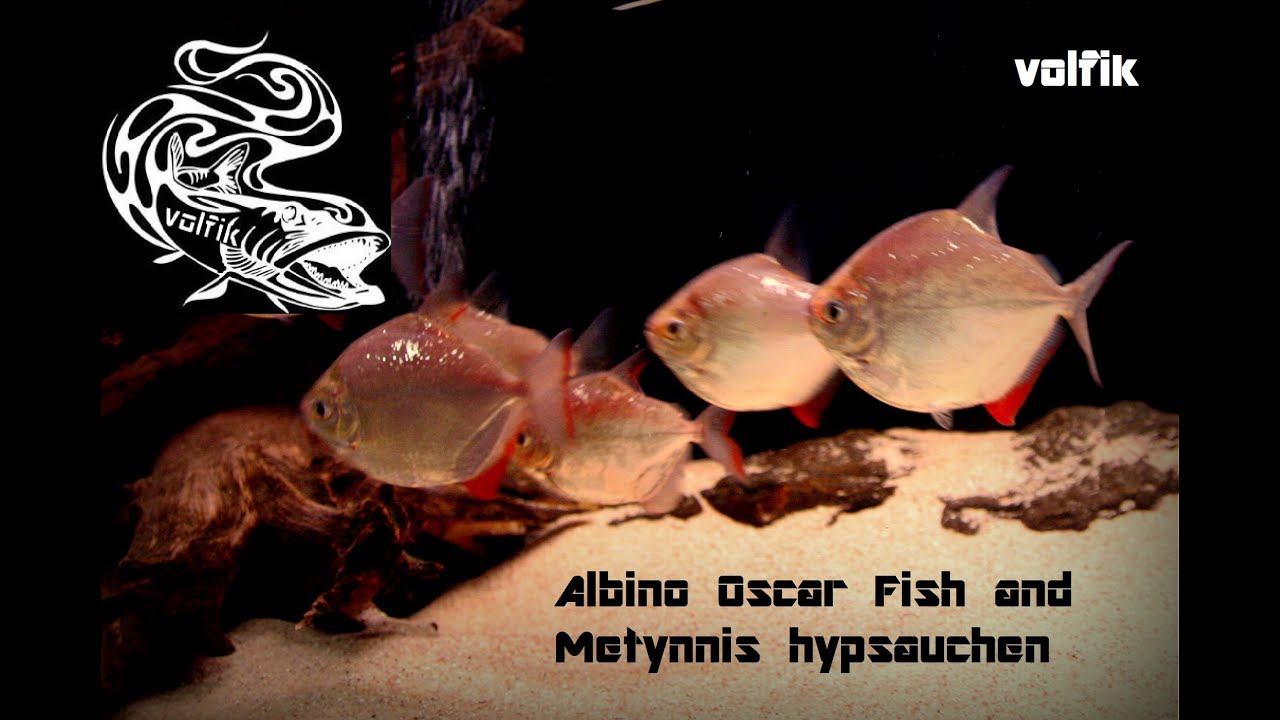 Albino Oscar Fish and Metynnis hypsauchen
