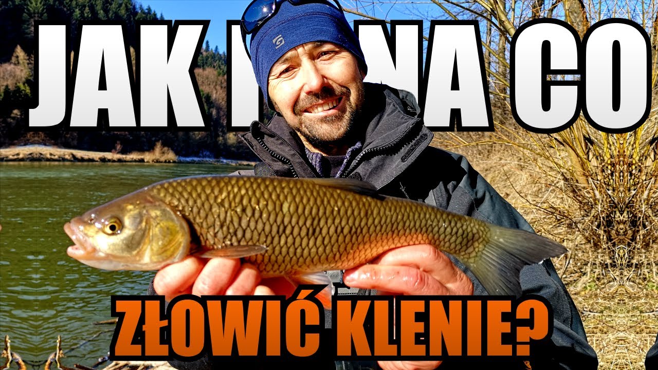 Jak i Na Co Łowić Klenie Wiosną? Otwieramy Sezon na Popradzie🐟