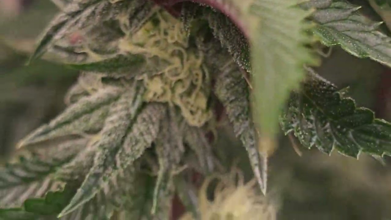 biscotti mintz week 7 flower, gelato week 4 flower.