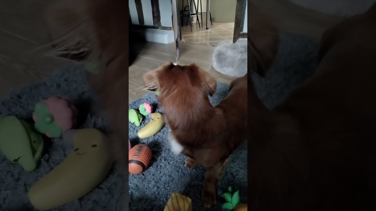 Teddy Toy Day 