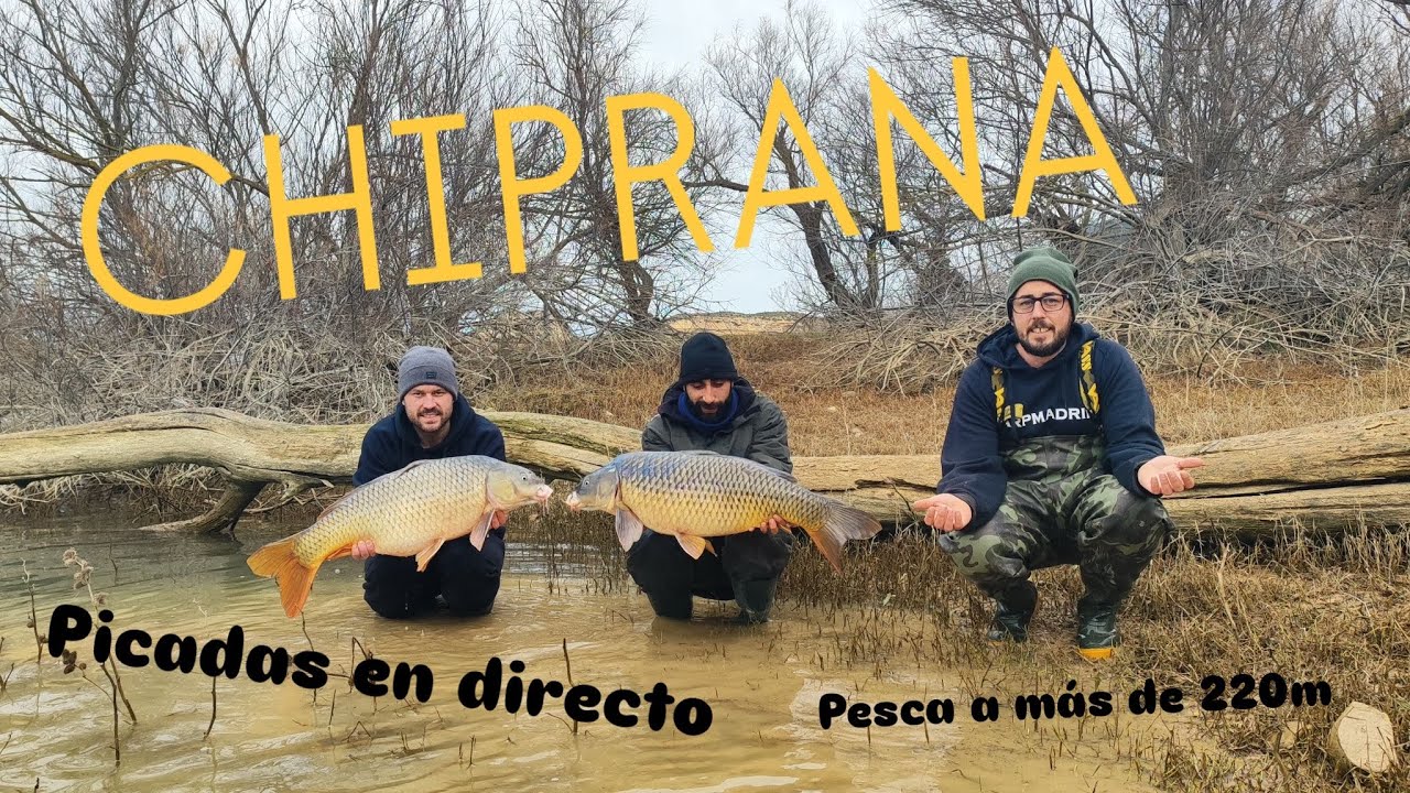 CHIPRANA// CARPFISHING EBRO// PESCANDO EN EL EBRO