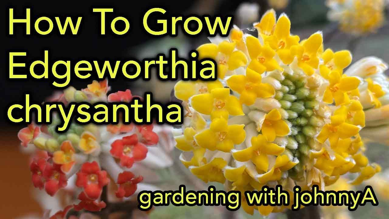 How To Grow Edgeworthia Chrysantha - Fragrant, Early Flowering -  Paper Bush