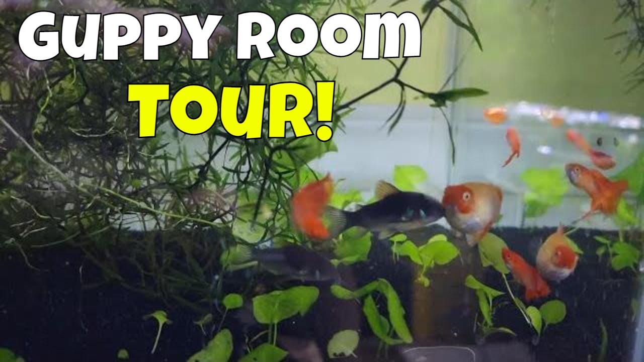 Thousands of Guppies In The Fish Room! | Guppy Room Tour