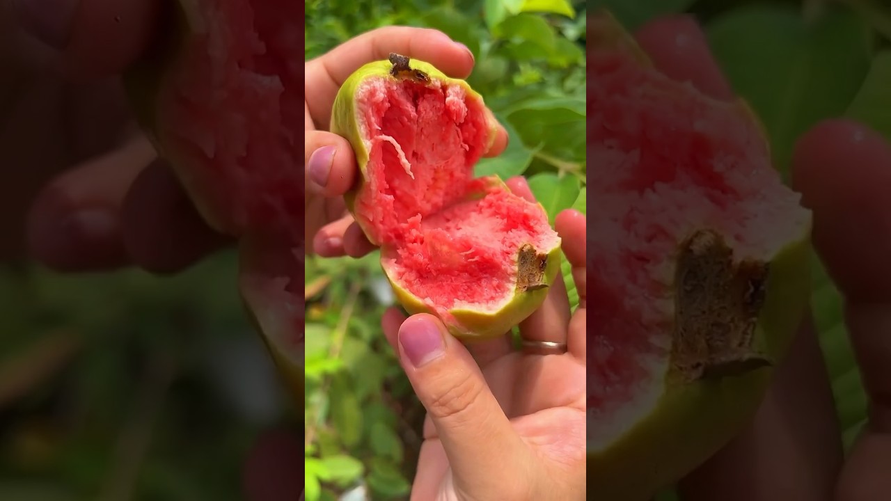 Jambu biji tanpa biji #jambu #jambubiji
