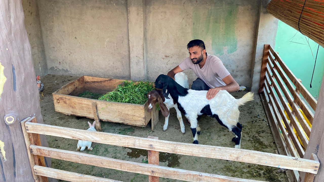 Goat Farm Main New Bakriya Agaen😍