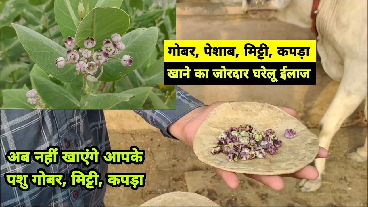 गाय भैंस के मिट्टी, कपड़ा, पेशाब, गोबर आदि खाने का जबरदस्त घरेलू इलाज 👍 Licking of mud, dung by Cows