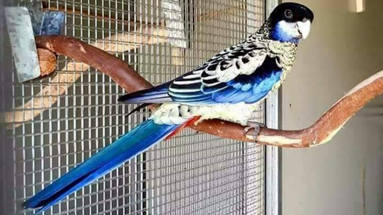 all birds CAGE SIZE | kis bird ko Kitna cage size Dena h | AHSAN PETs
