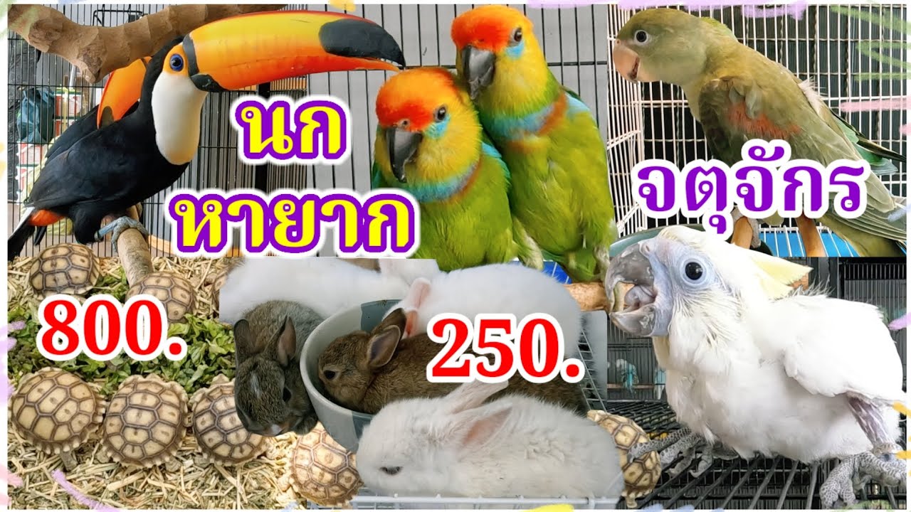 อัปเดตราคานก & สัตว์เลี้ยง จตุจักร จัดส่งได้ นกสวยๆ หายาก ร้าน N.A.SHOP