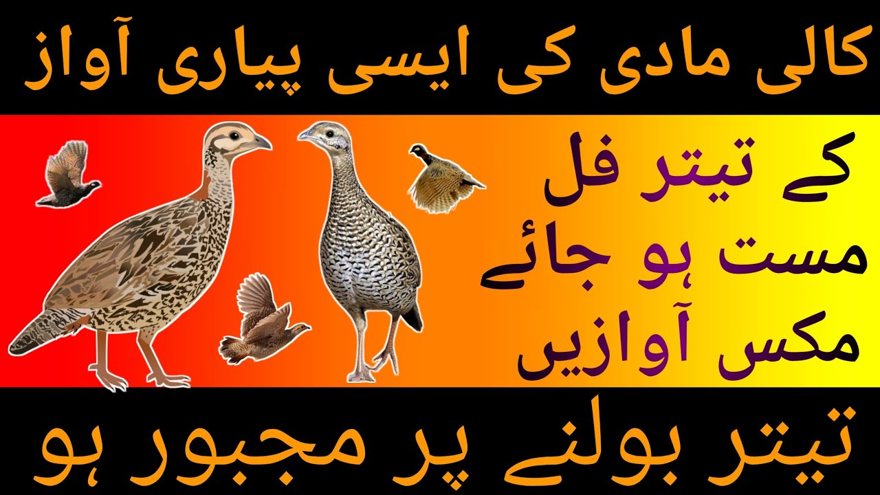 kala teetar madi ki awaz |francolin female voice |masti wali awaz |کالی مادی کی آواز#teetar