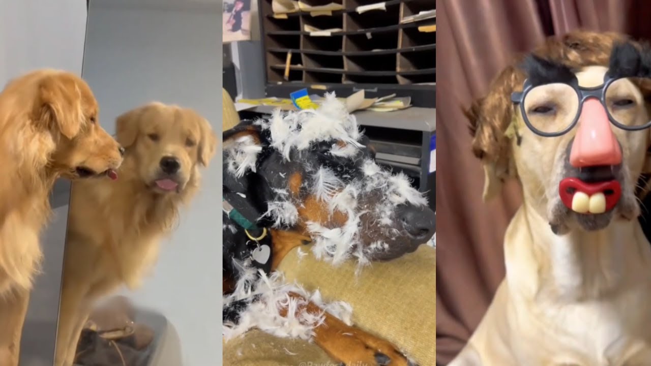 Самые смешные моменты с собаками: подборка видео с собаками 2