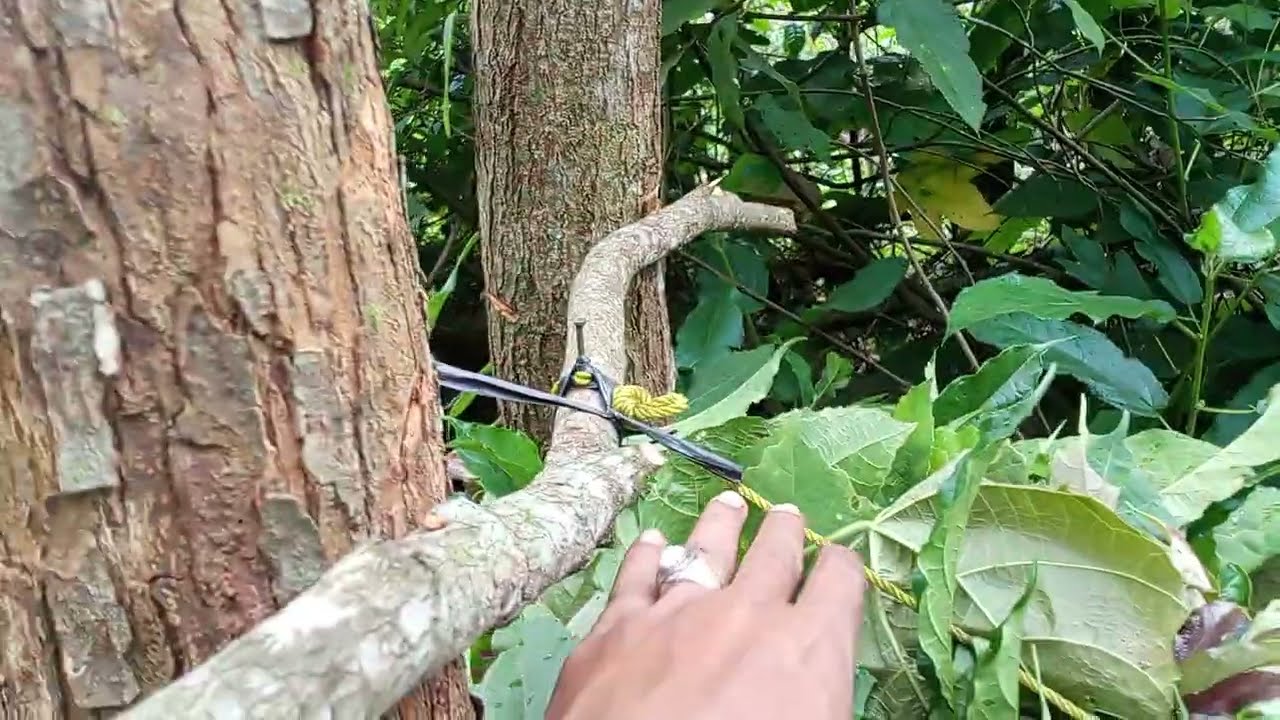 Pemasangan jebakan lebah