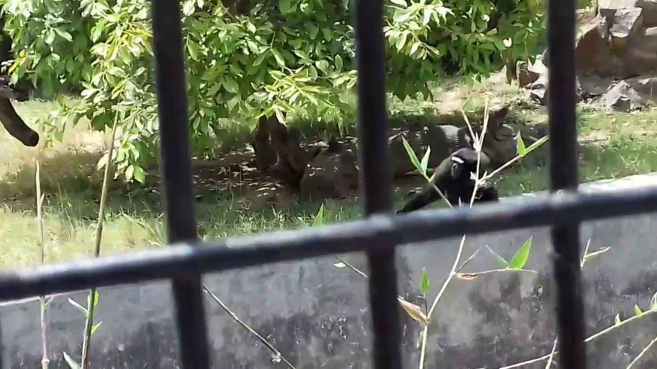 Human like monkey