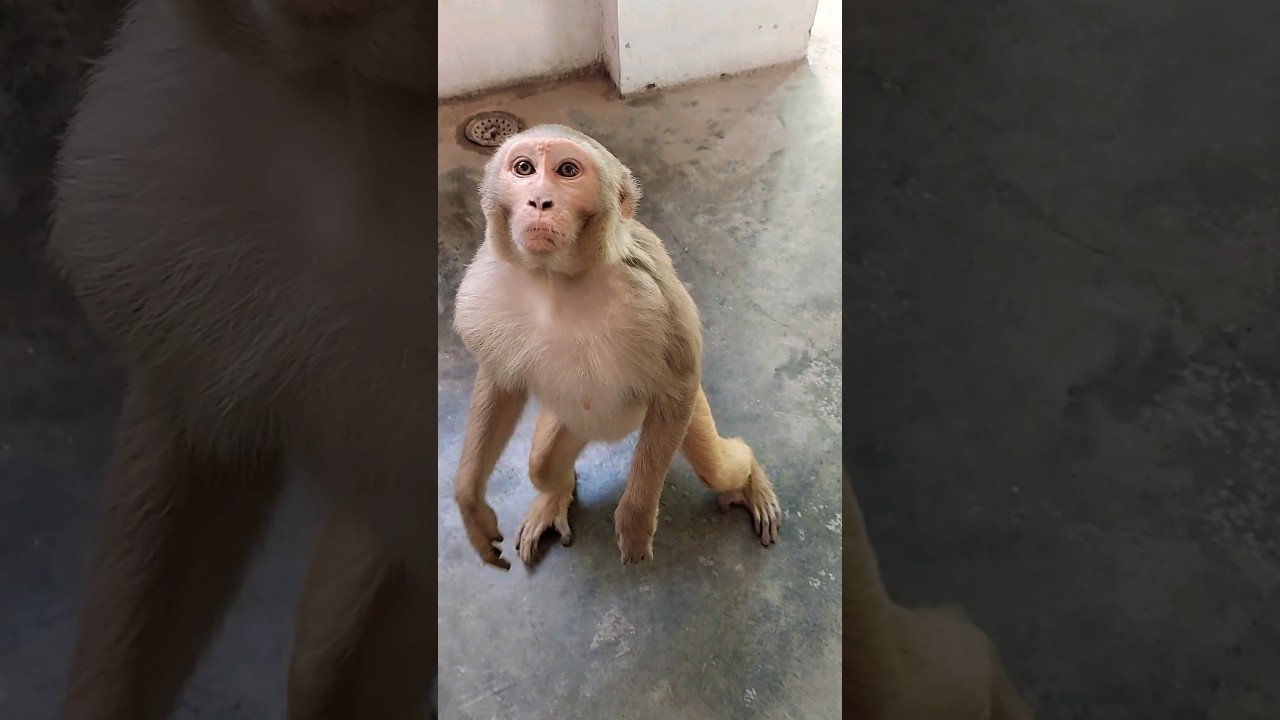 monkey jumping #monkeyvideo #bandar #monkey