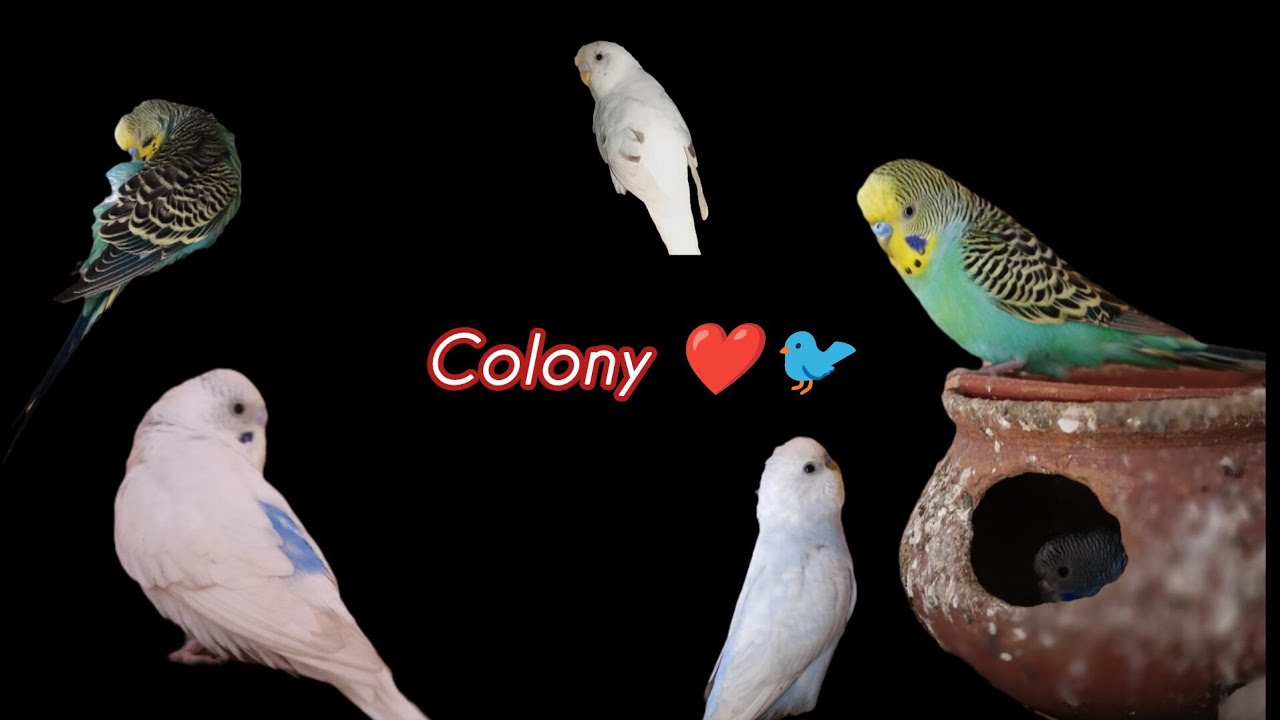 Budgies Colony Birds ❤️ @Flying_Friends #birdcare #blackfacebudgie #budgie #budgiediet 