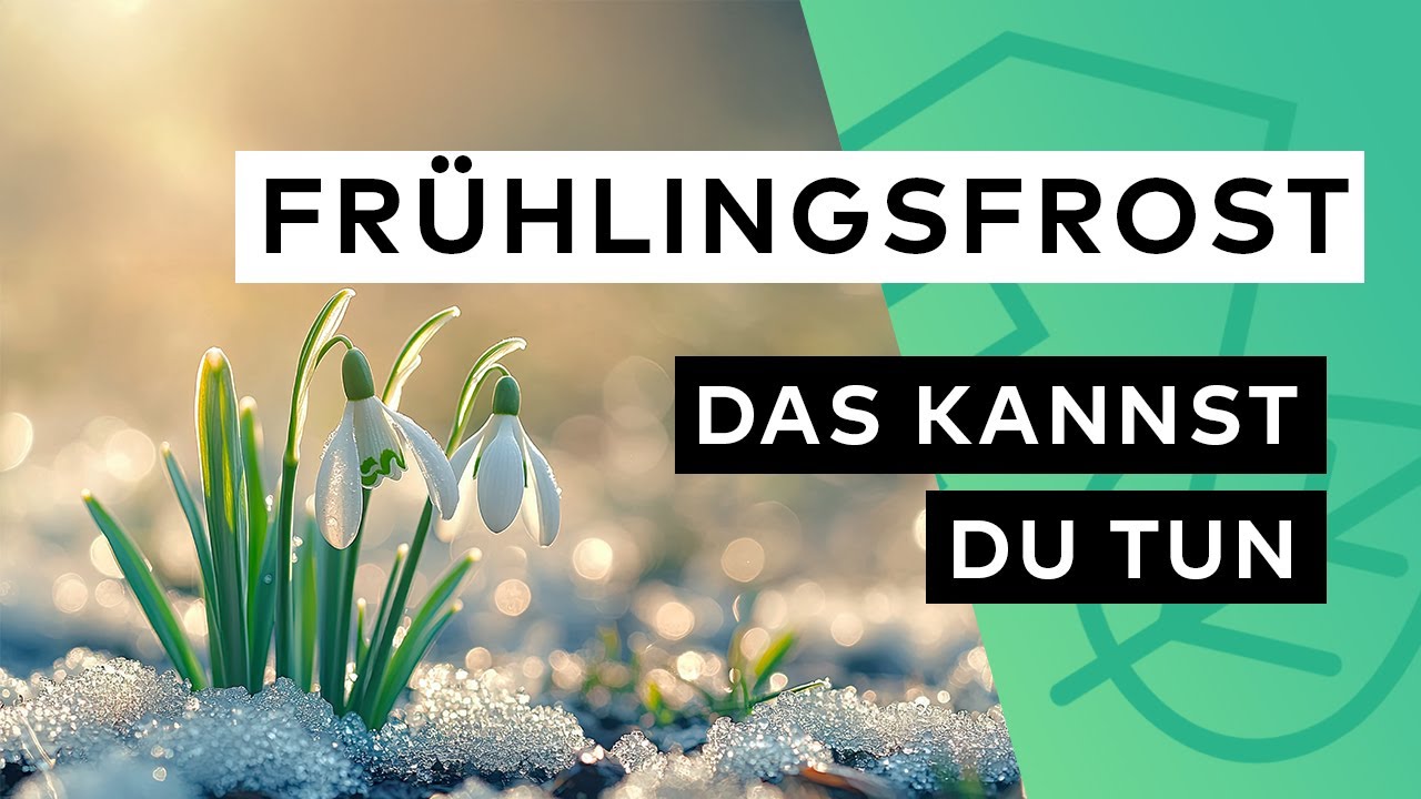 So schützt du deine Pflanzen vor unerwarteten Frühlingsfrösten