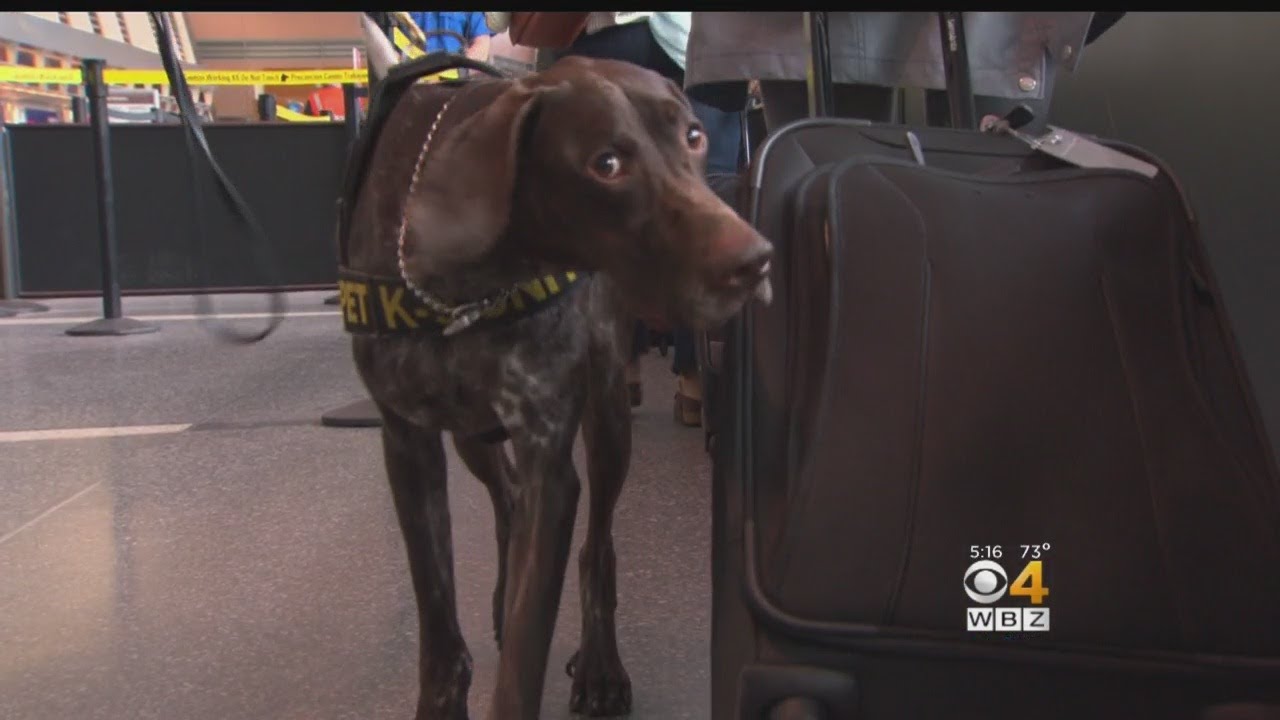 Volunteers Help Train Bomb-Sniffing Dogs At Logan Airport