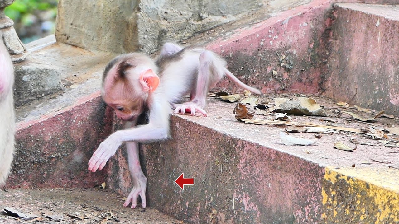 This Little Baby Monkey Is So Active and Fearless | Watch How Brave This Baby Is