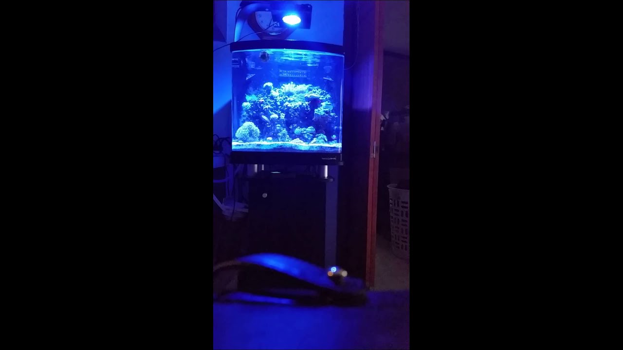 Radion XR15w pro lightning  and color spectrums