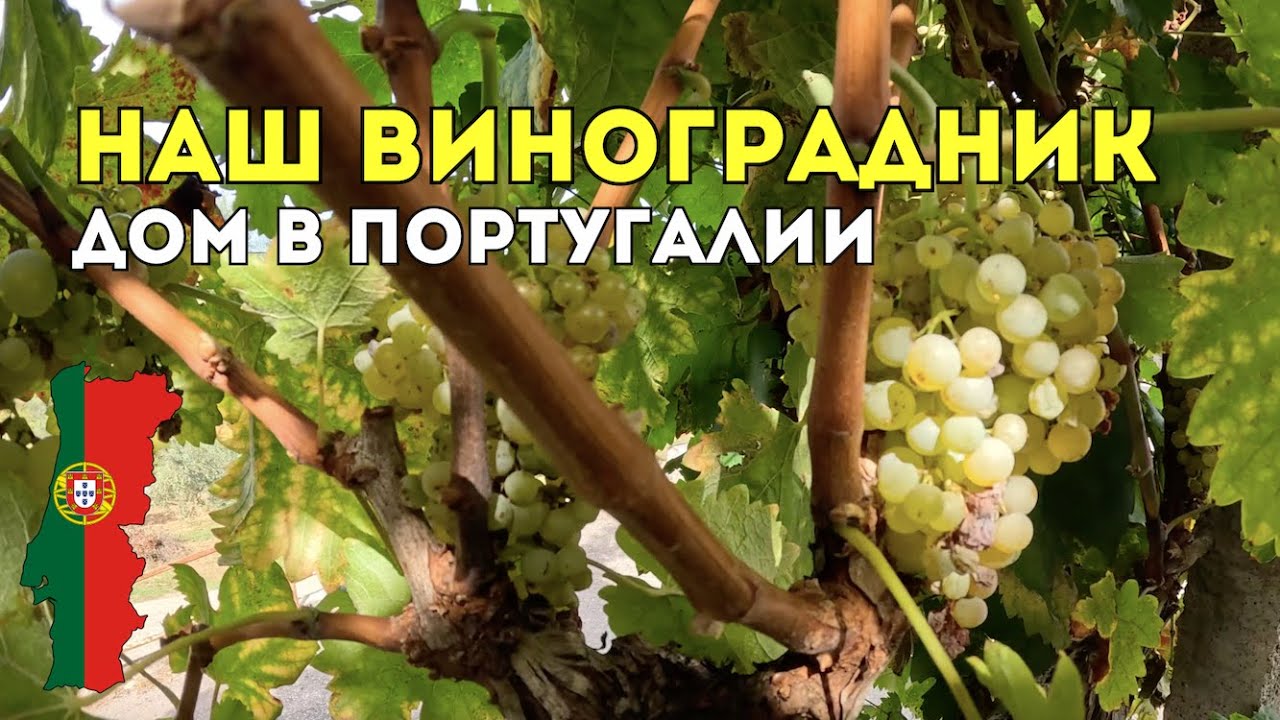 Наш виноградник в Португалии — урожай и сорта 🍇🇵🇹 ✅