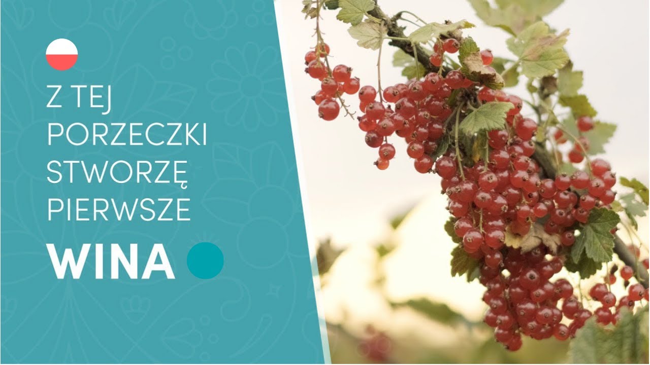 Z TEJ PORZECZKI STWORZĘ PIERWSZE WINA 🍷 SWOJEJ MARKI   Projekt Wino #3